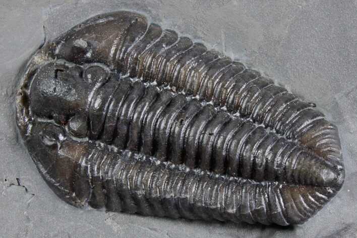 Calymene Niagarensis Trilobite Fossil - New York #357101